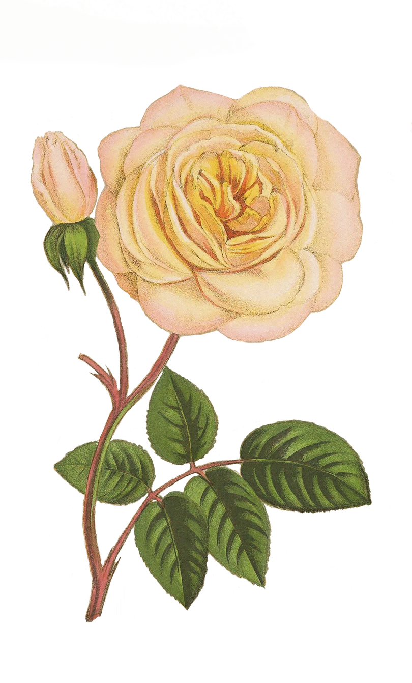 Blooming Rose Flower